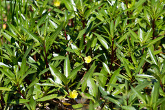 Ludwigia adscendens