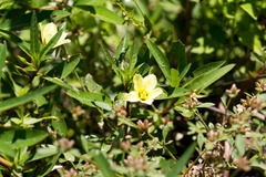 Ludwigia adscendens