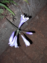 Agapanthus