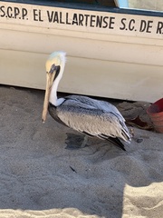 Pelecanus occidentalis