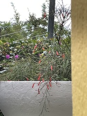 Russelia equisetiformis