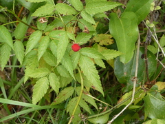 Rubus rosifolius