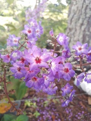 Pleroma heteromallum