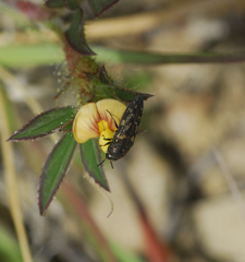 Acmaeodera
