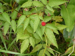 Rubus rosifolius
