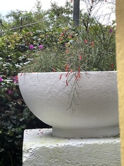 Russelia equisetiformis