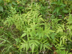 Rubus rosifolius