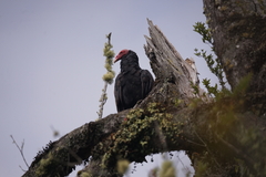 Cathartes aura