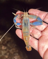 Decapoda
