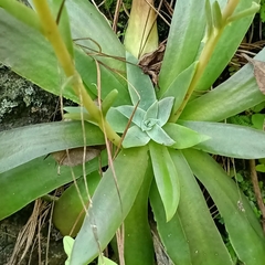 Echeveria paniculata