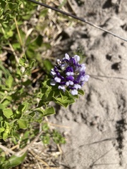 Psoralea bracteolata