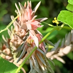 Echeveria paniculata