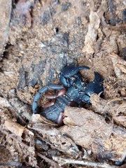 Opisthacanthus