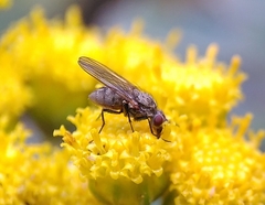 Fannia canicularis