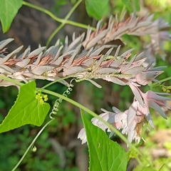 Echeveria paniculata