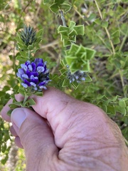 Psoralea bracteolata