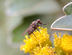 Fannia canicularis