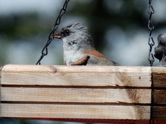Junco hyemalis dorsalis