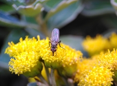 Fannia canicularis