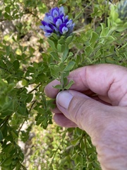 Psoralea bracteolata