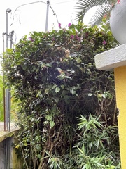 Bougainvillea glabra