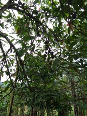 Theobroma cacao