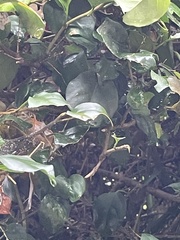 Bougainvillea glabra