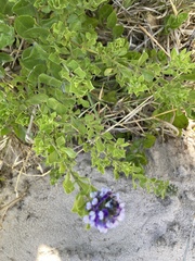 Psoralea bracteolata