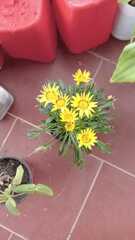 Gazania linearis linearis