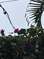Bougainvillea glabra