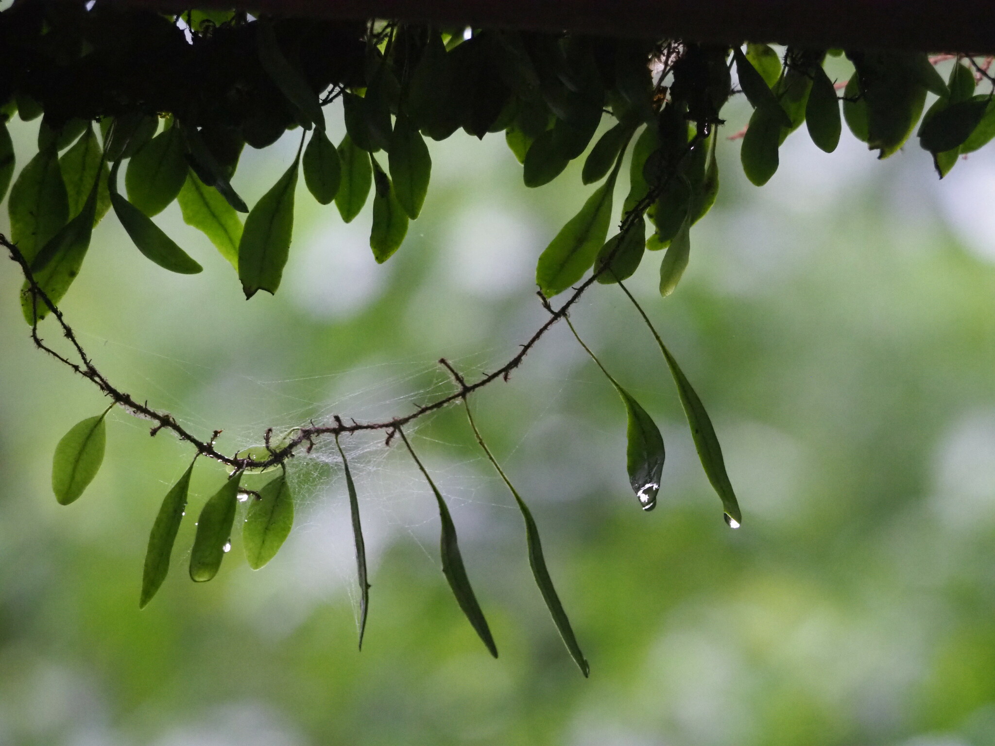 Lemmaphyllum