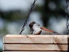Junco hyemalis dorsalis
