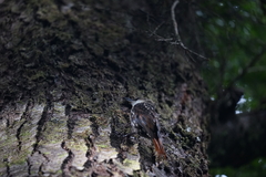 Pygarrhichas albogularis