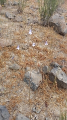 Conanthera
