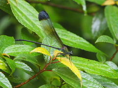 Psolodesmus mandarinus mandarinus