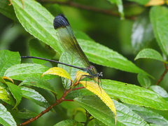 Psolodesmus mandarinus mandarinus