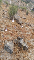 Conanthera