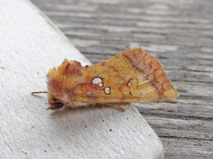 Papaipema leucostigma