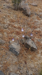 Conanthera