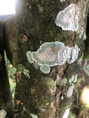 Herpothallon rubrocinctum