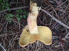 Tricholomopsis rutilans