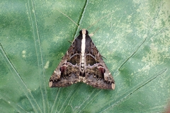 Sphingomorpha chlorea