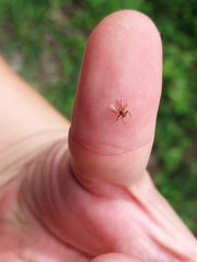 Hippoboscidae