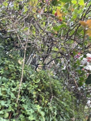 Macroptilium lathyroides