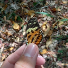 Heliconiini