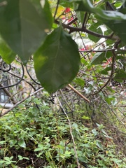 Macroptilium lathyroides