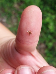 Hippoboscidae