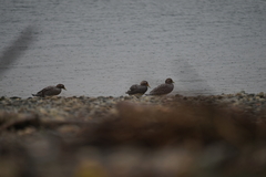 Tachyeres patachonicus