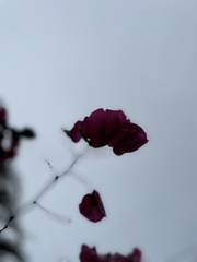 Macroptilium lathyroides