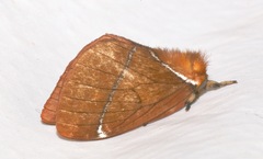 Pseudodirphia